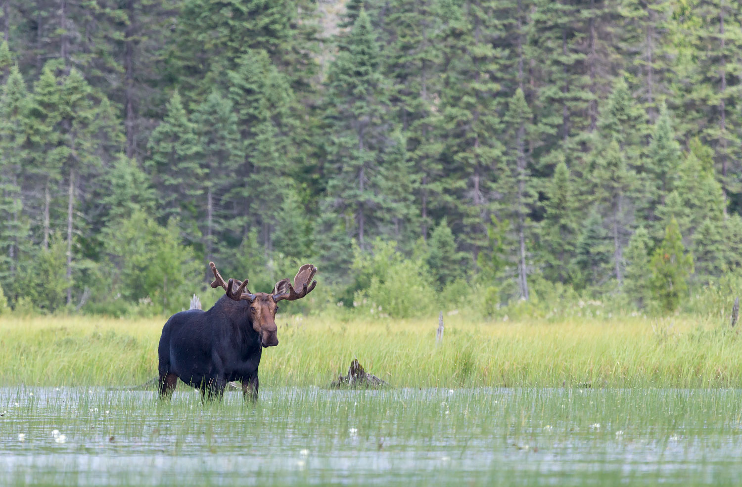 Alces alces - Algonquin Provincial Park, Ontario Canada Canon 7D + Canon 100-400 f4.5/5.6L IS
