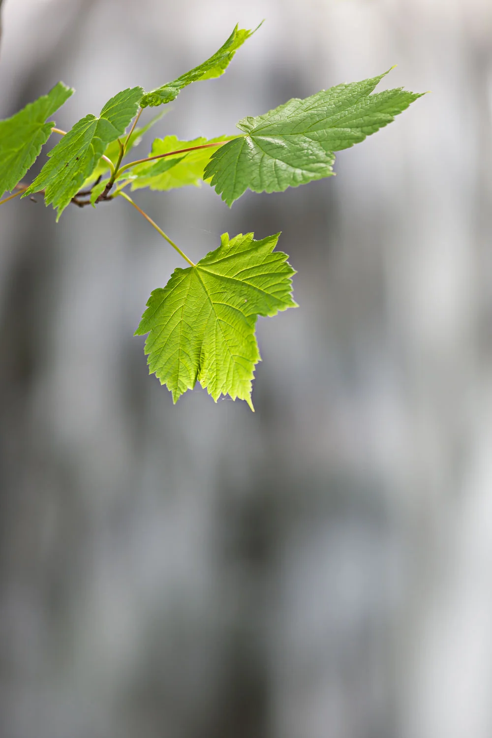 Leaves and Falls - Wagner Falls, MI Canon 1D mark iii + Canon 300mm f2.8L IS