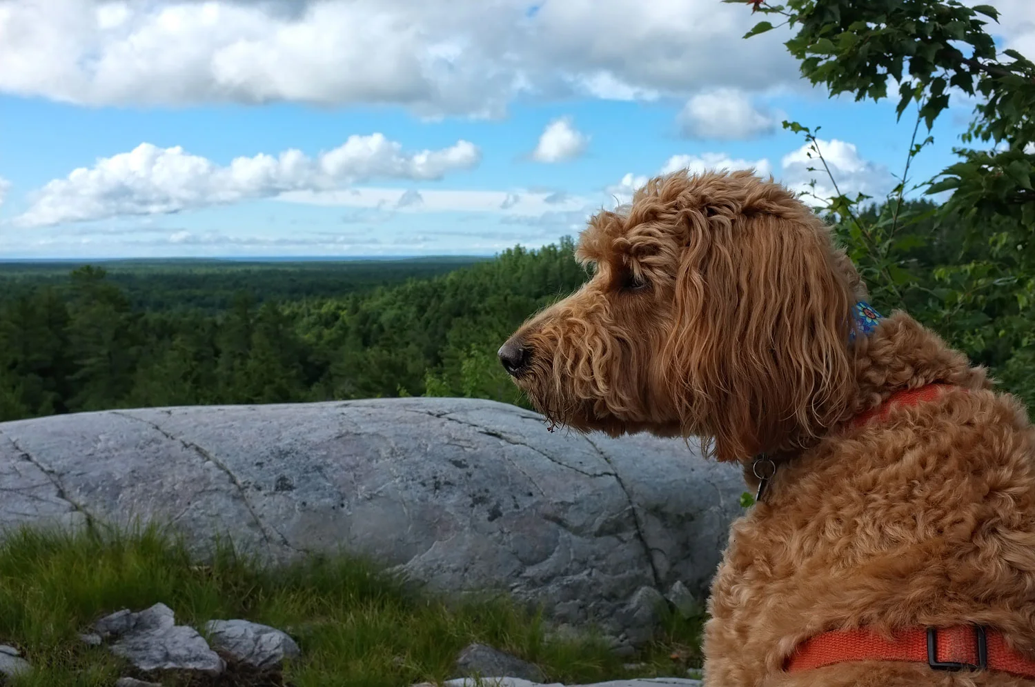 Deep Thoughts from Little Minds - Algonquin Provincial Park, Canada Fuji X100