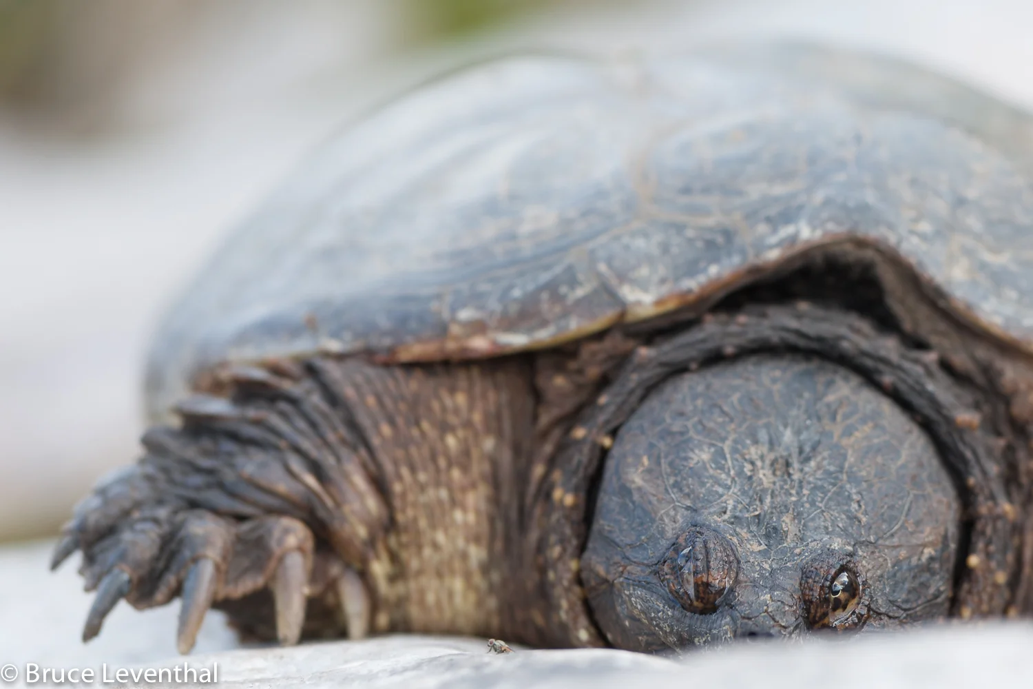 Portrait of a Snapping Turtle - Killarney Provincial Park, Ontario Canon 1D mark III + Canon 300mm f2.8L IS