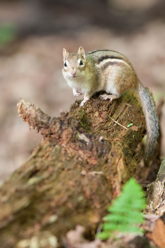 Eastern Chipmunk ( Tamias striatus ) Canon 1D mark iii + Canon 300mm f2.8L IS