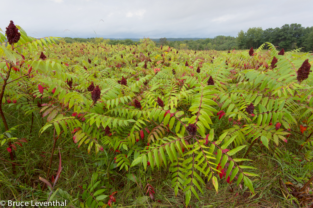Late Summer Sumac in Color Canon 6D + Canon 17-40mm L