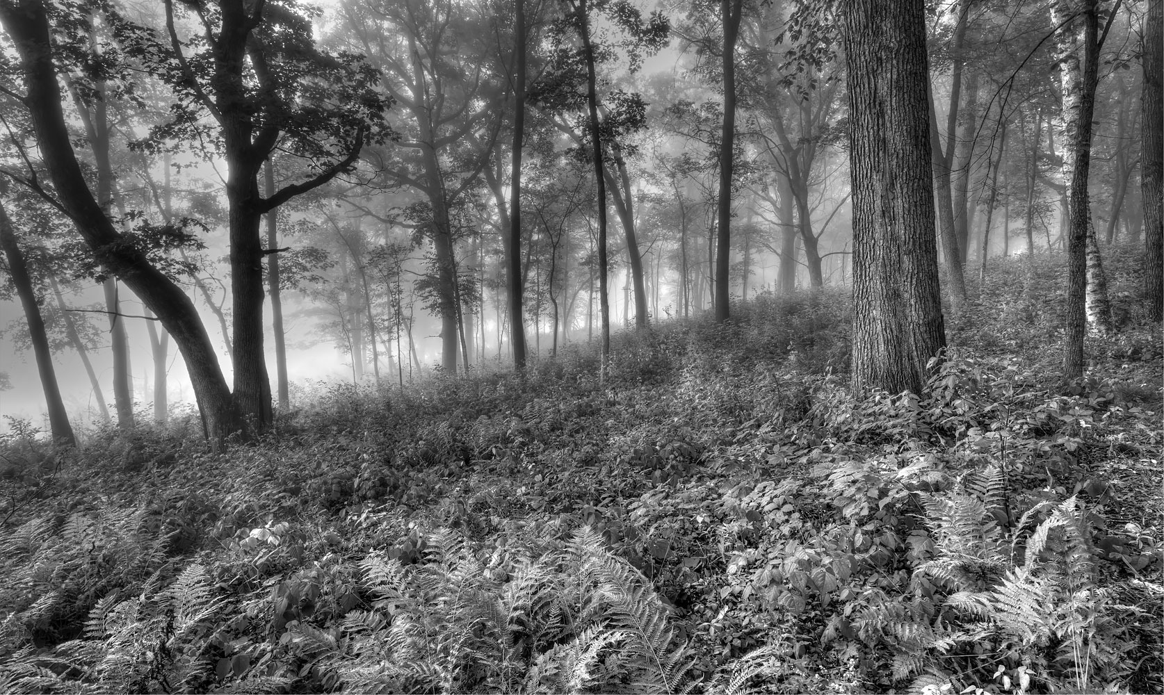 FoggyForest_MG_0638tm.jpg