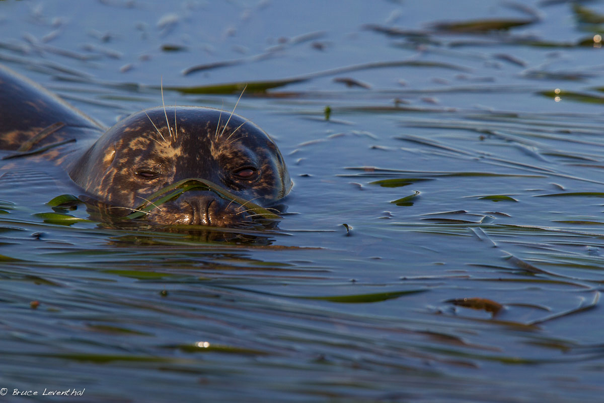 Harbor (Common) Seal (Phoca vitulina) - Central Coast, CA