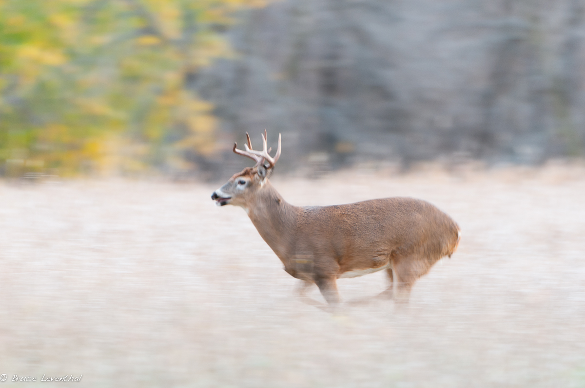 Running Buck 1 (Odocoileus virginianus) - MN Nikon D300 + Nikkor 200-400 AFS VR 