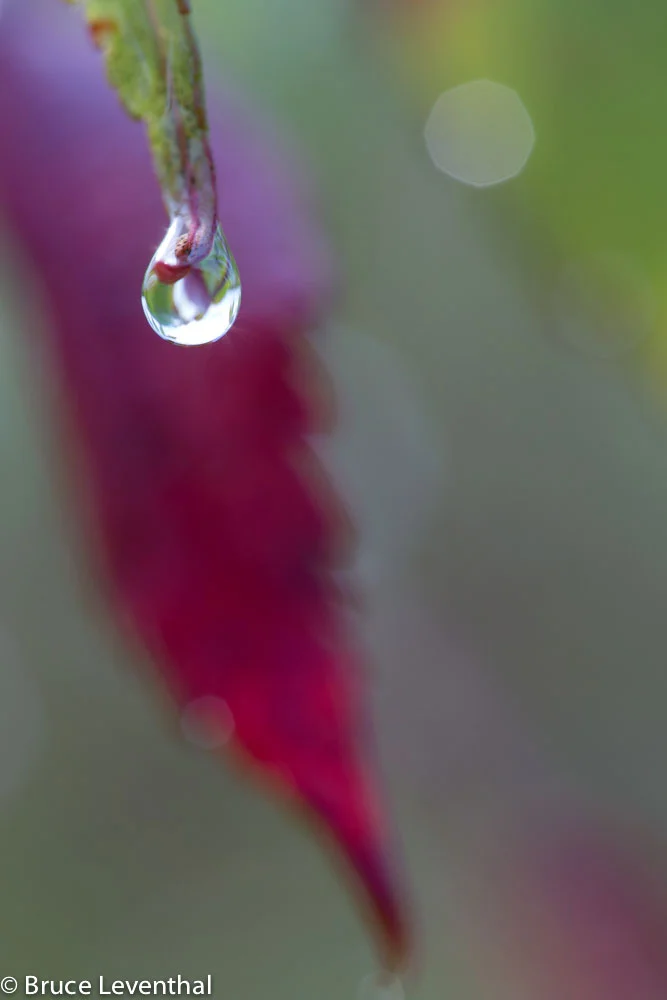Sumac and Rain - MN Canon 6D + Canon 100 f2.8USM Macro 