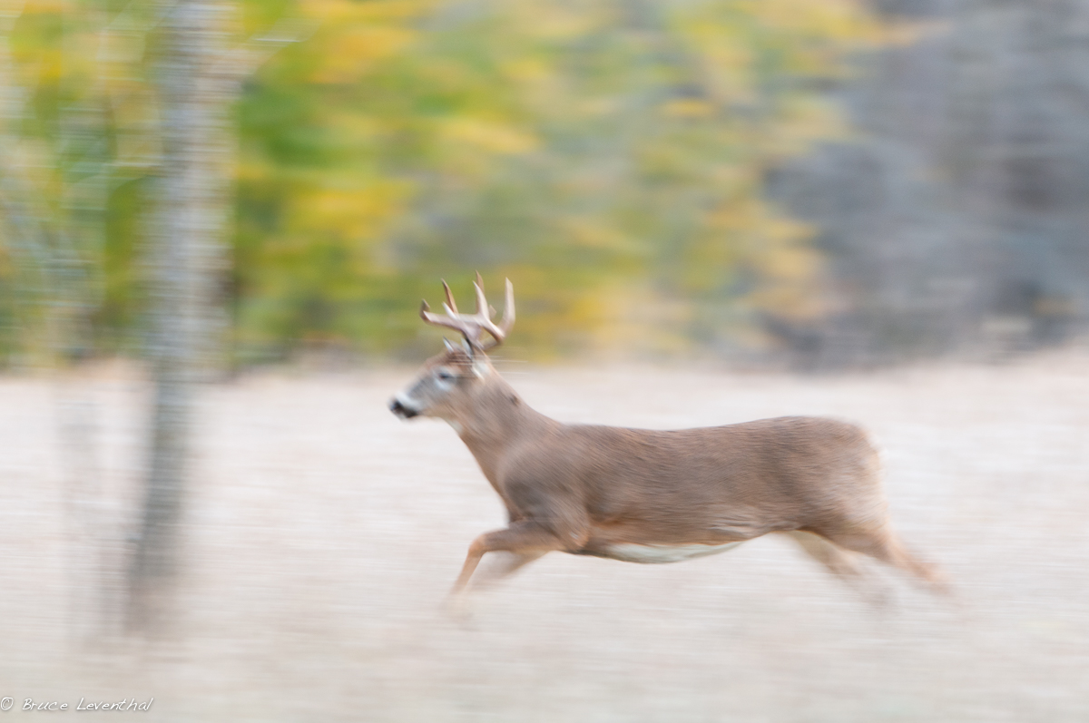 Running Buck 2 (Odocoileus virginianus) - MN Nikon D300 + Nikkor 200-400 AFS VR 
