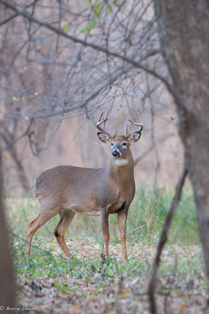 The Cover Shot (Odocoileus virginianus) - MN Nikon D300 + Nikkor 200-400 f4 VR