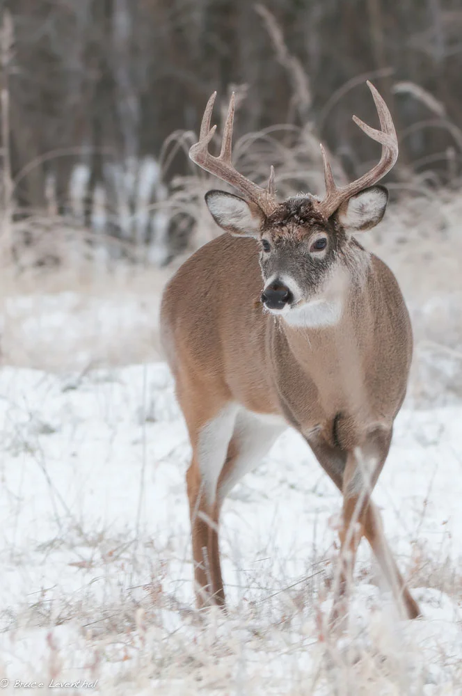 In Pursuit of a Doe (Odocoileus virginianus) : Mississippi River Valley, MN Nikon D300 + Nikkor 200-400mm f4.0VR