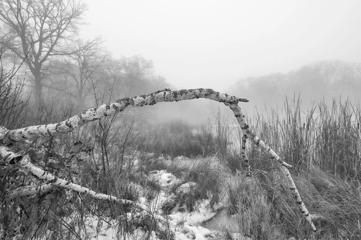 Window into a Wetland - William Obrien State Park, MN