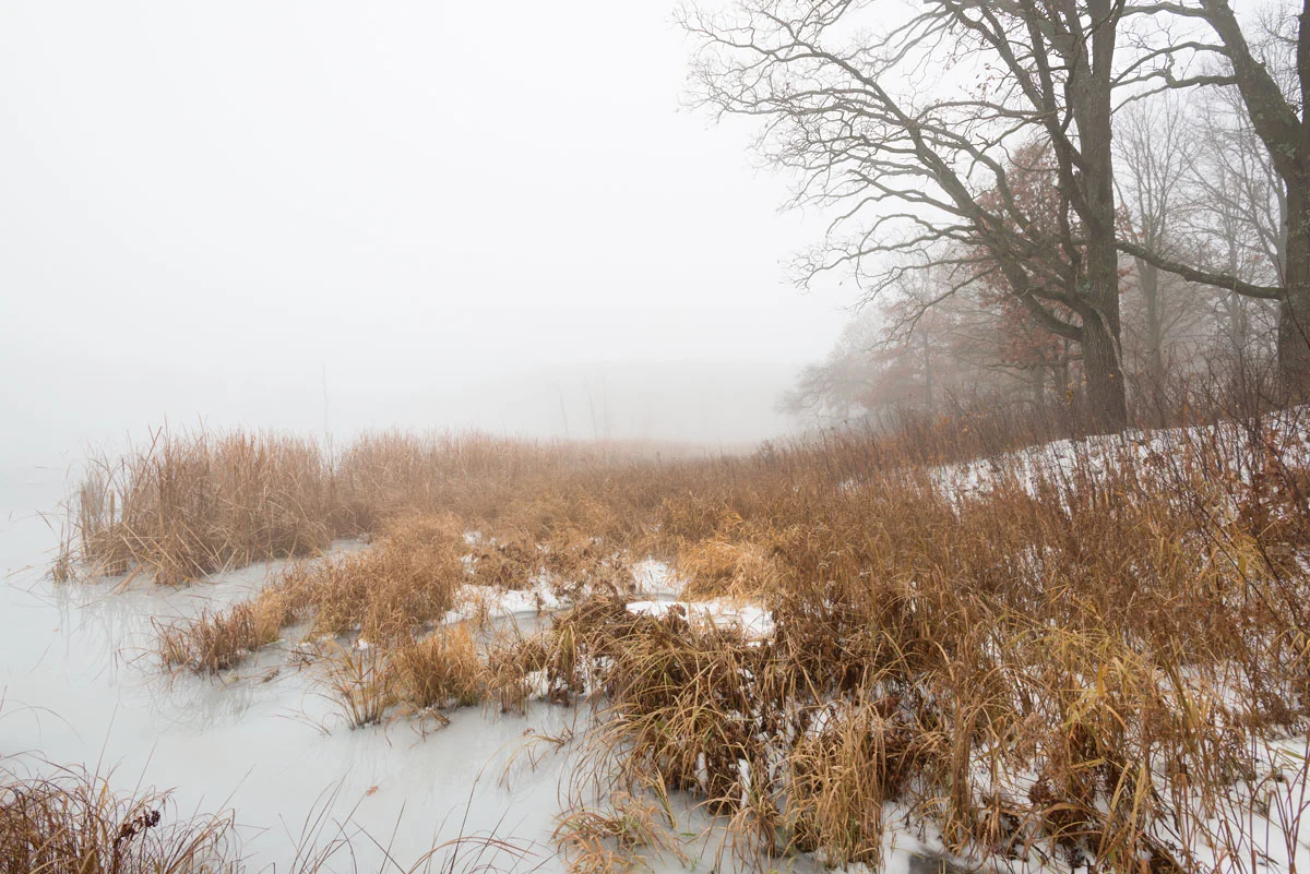 Crawling in Mist - William Obrien State Park, MN