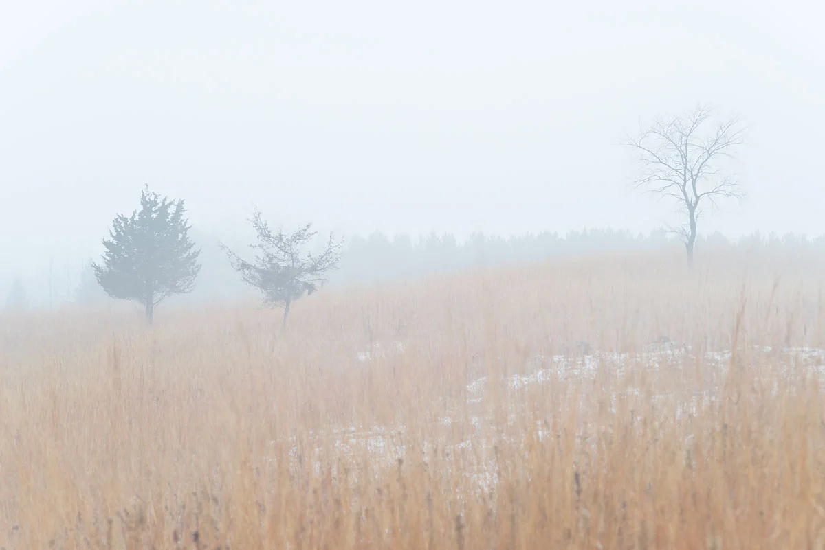 Three Trees - William Obrien State Park, MN
