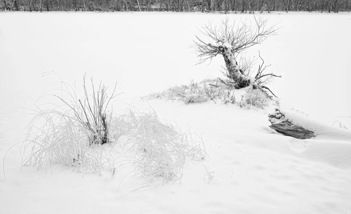 "Bonsai Snag" - St. Croix River, MN Nikon D800E + Nikon 17-35mm AFS