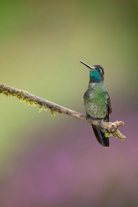 Magnificent Hummingbird (Eugenes fulgens) - Savegre River, Costa Rica