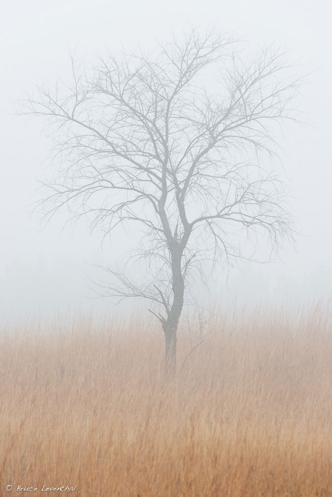 Late Fall Snow Melt - William Obrien State Park Nikon D800E + Nikkor AFS200-400mm f4.0 VR1 
