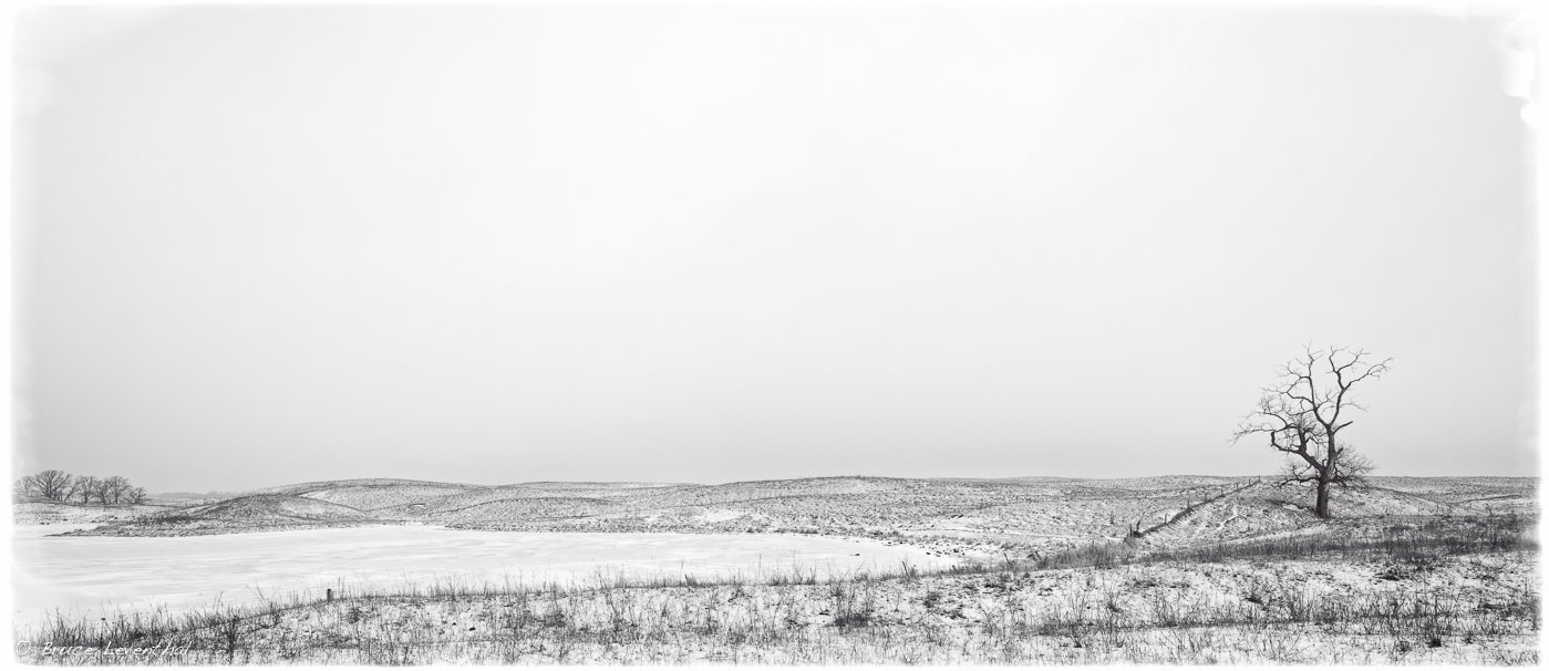 The Tree : 12-21-14 Nikon D800E + 17-35mm f2.8