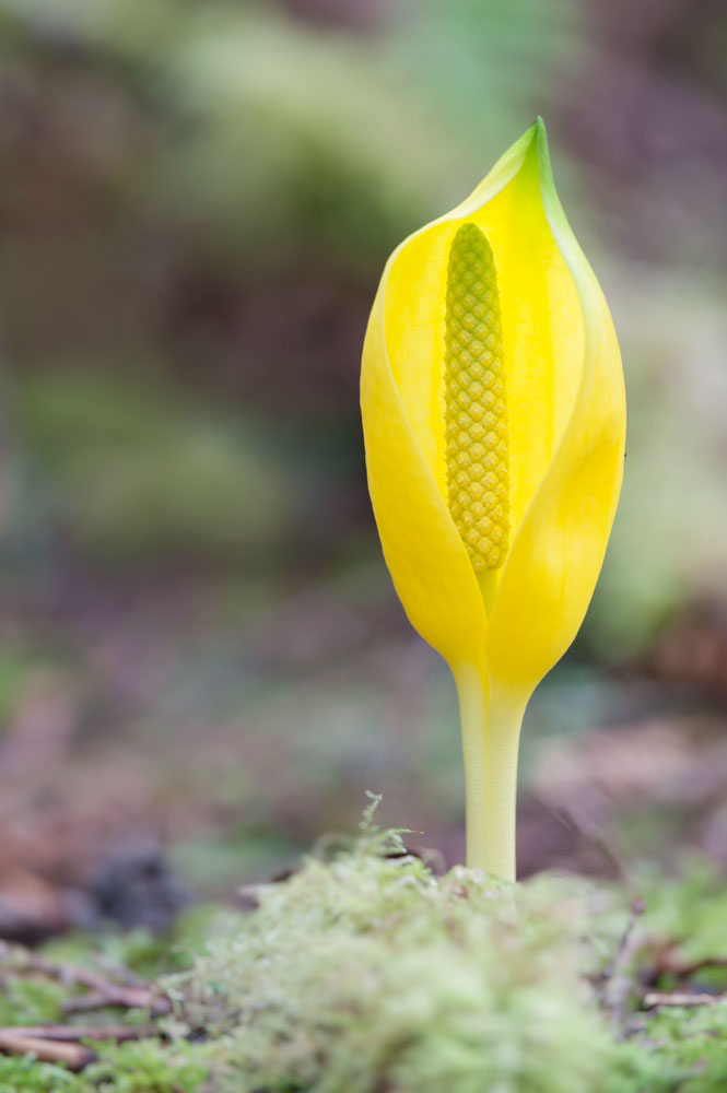 Skunk Cabbage - Kalaloch Rainforest, Olympic Peninsula Nikon D700 + Nikon AFS 200-400mm f4.0 VR