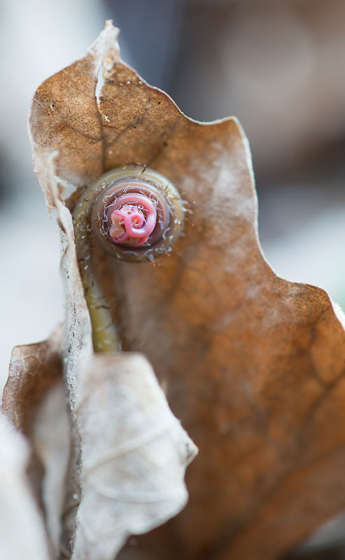 Young Fiddle Head - Stillwater, MN Nikon D800E + Nikkor AiS 105mm f2.8 Micro