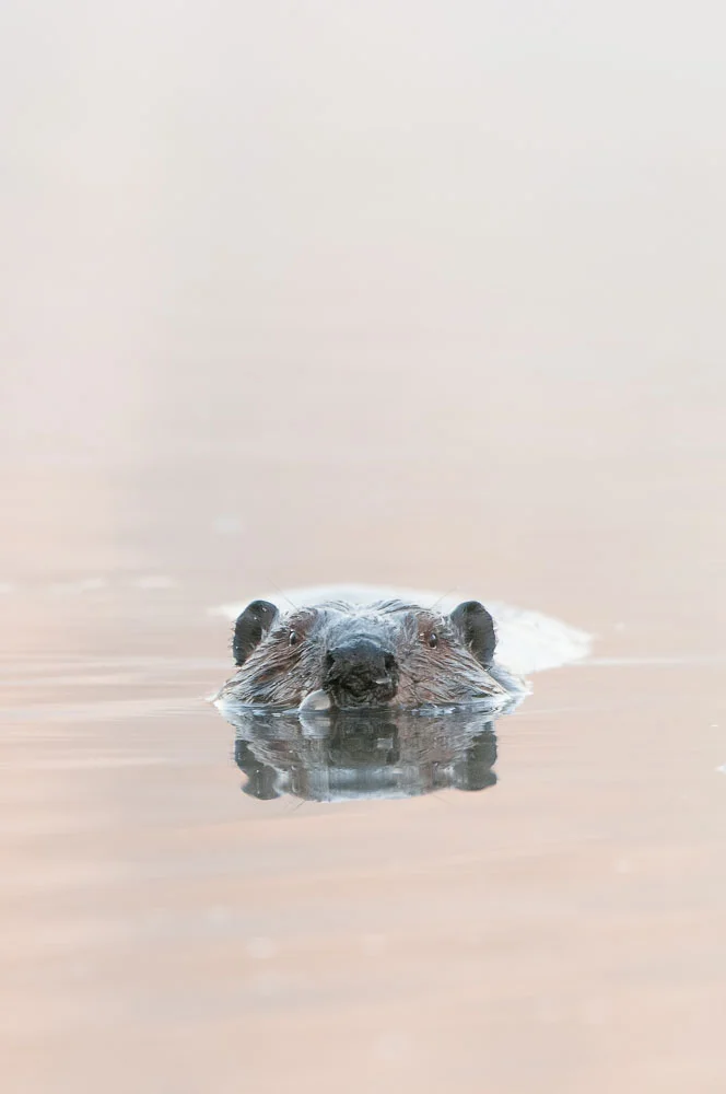 A Cute Approach ( Castor canadensis ) - St. Croix Valley, MN Nikon D300 + Nikon 200-400mm f4.0 VR