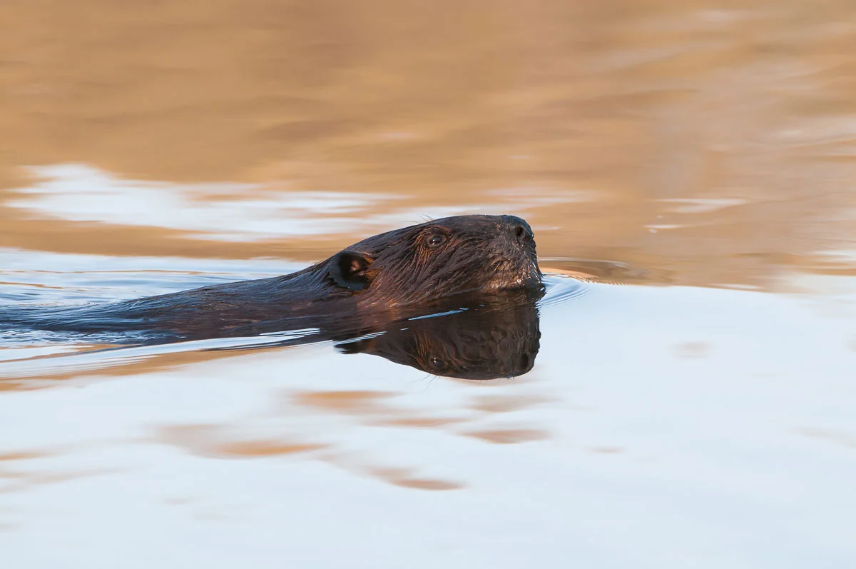 Reflection ( Castor canadensis ) - St. Croix Valley, MN Nikon D300 + Nikon 200-400mm f4.0 VR