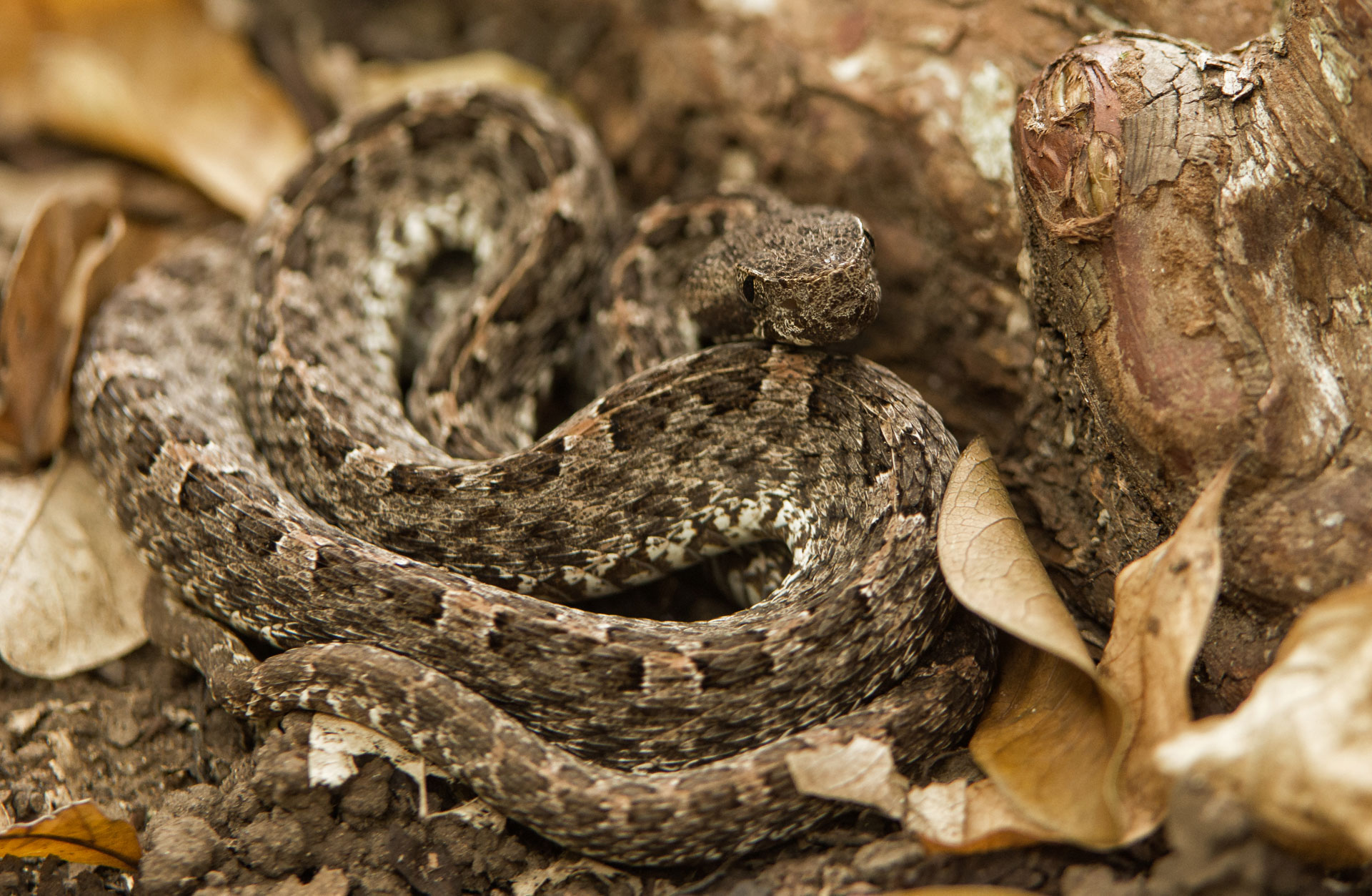 Cat's Eye Snake (moderately venomous) - Sensoria Rainforest Preserve