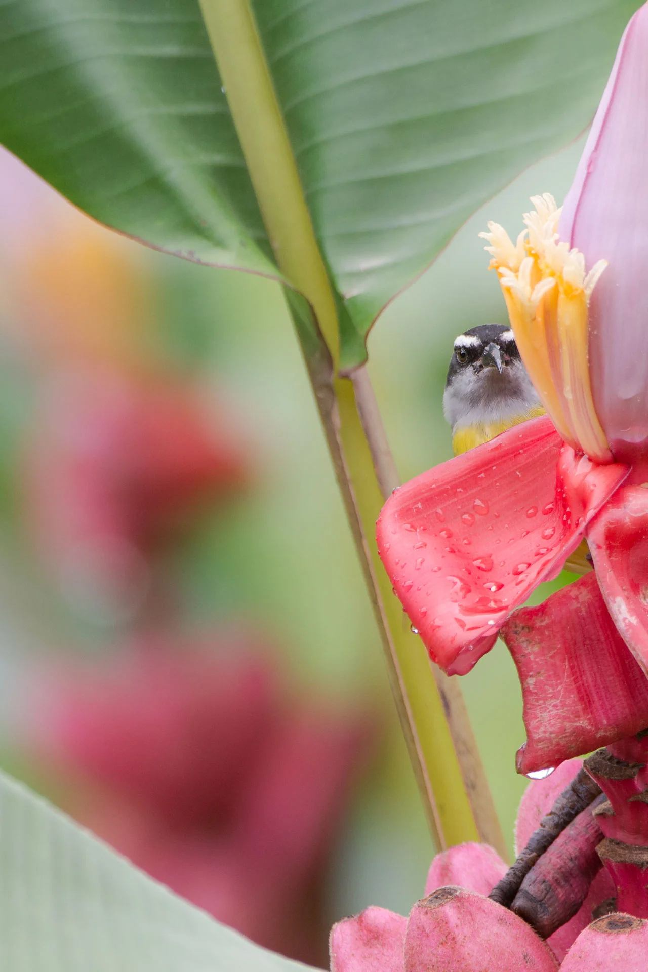 Peek-a-Boo Bananaquit - Finca La Anita in Colonial Libertad