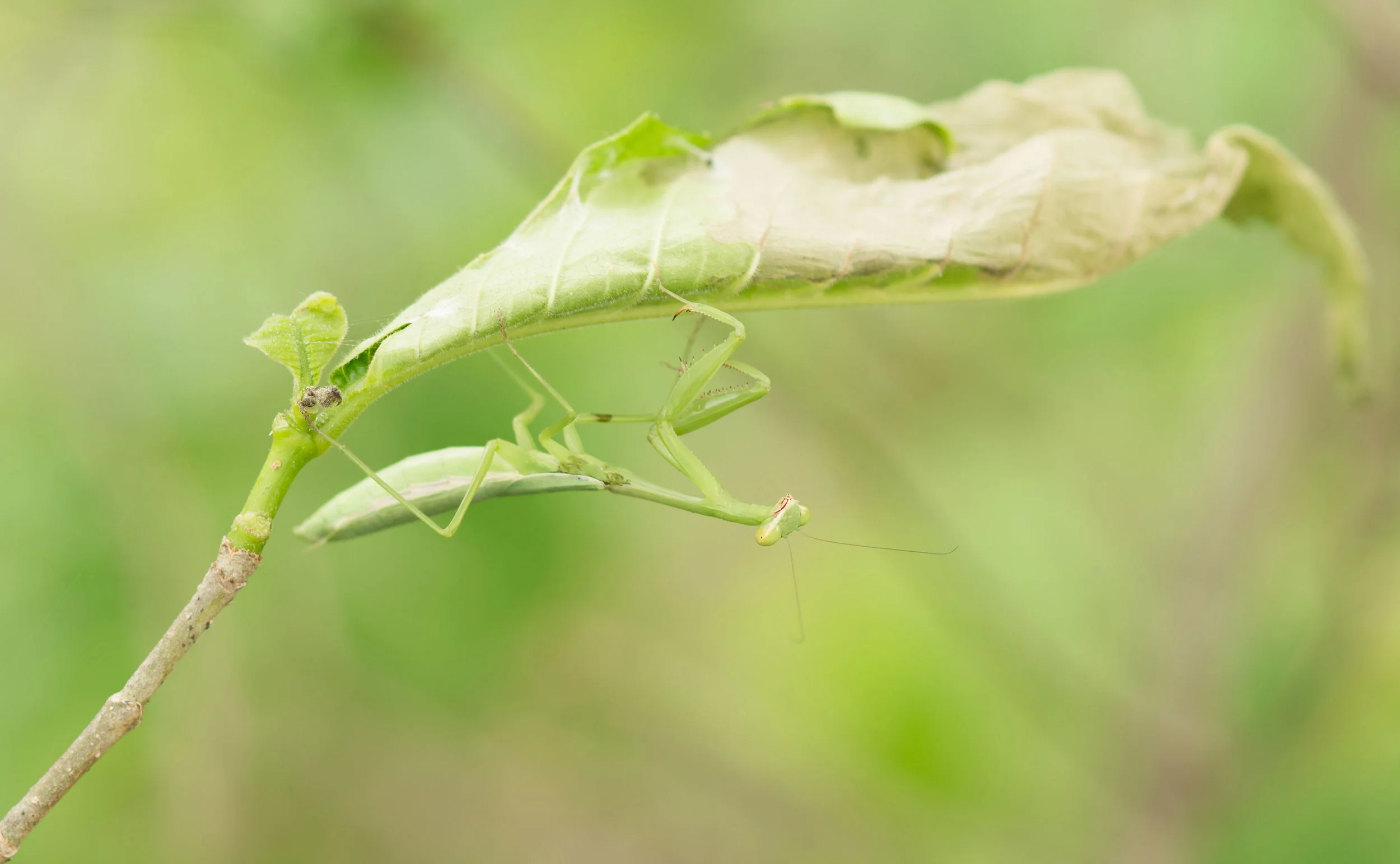 Green Mantis - Horizontes Biological Station