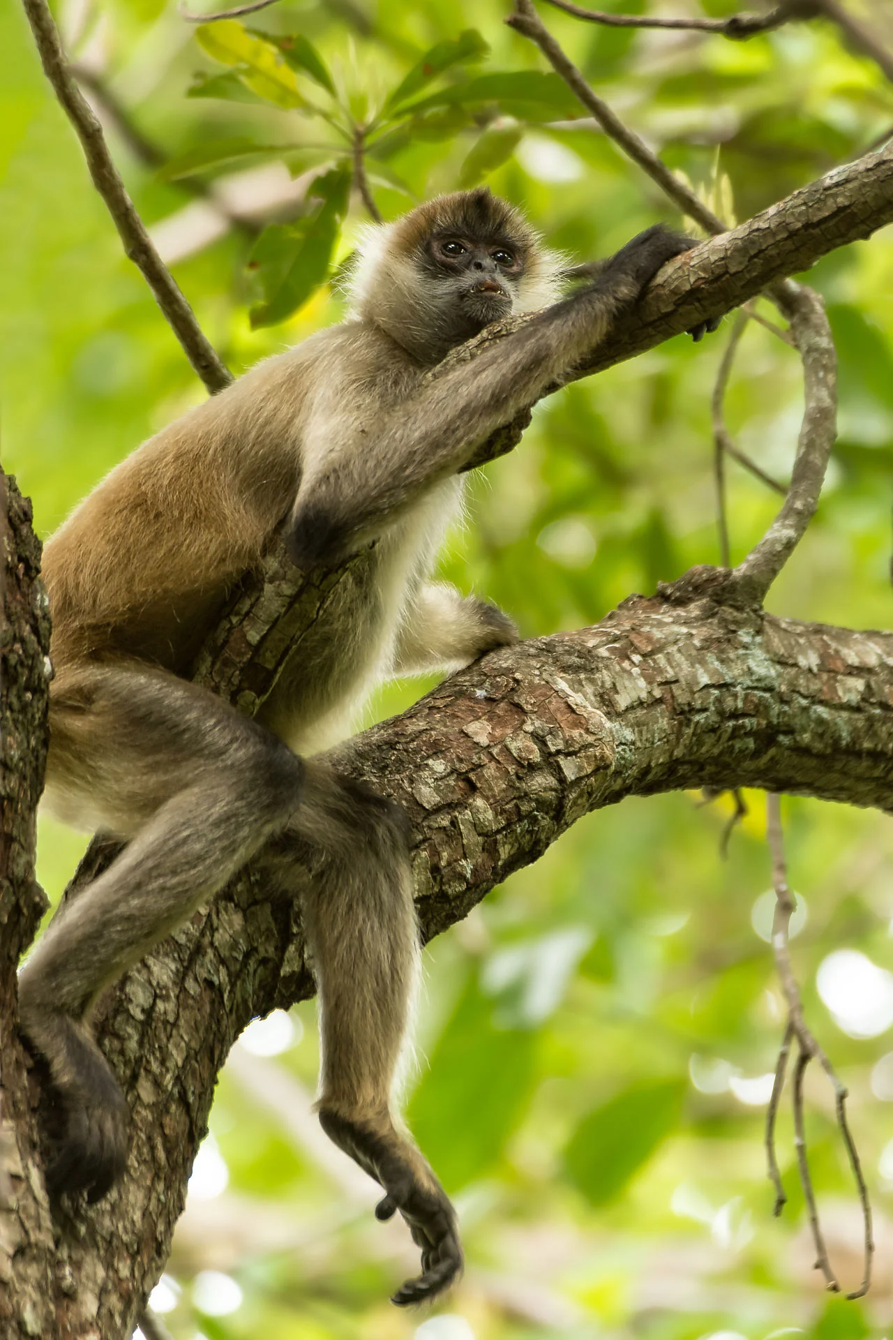 Geoffroy's Spider Monkey (Ateles geoffroyi) - Rincon de La Vieja, Costa Rica Nikon D7200 + Nikon 200-400mm f4 VR1 @ ISO 800