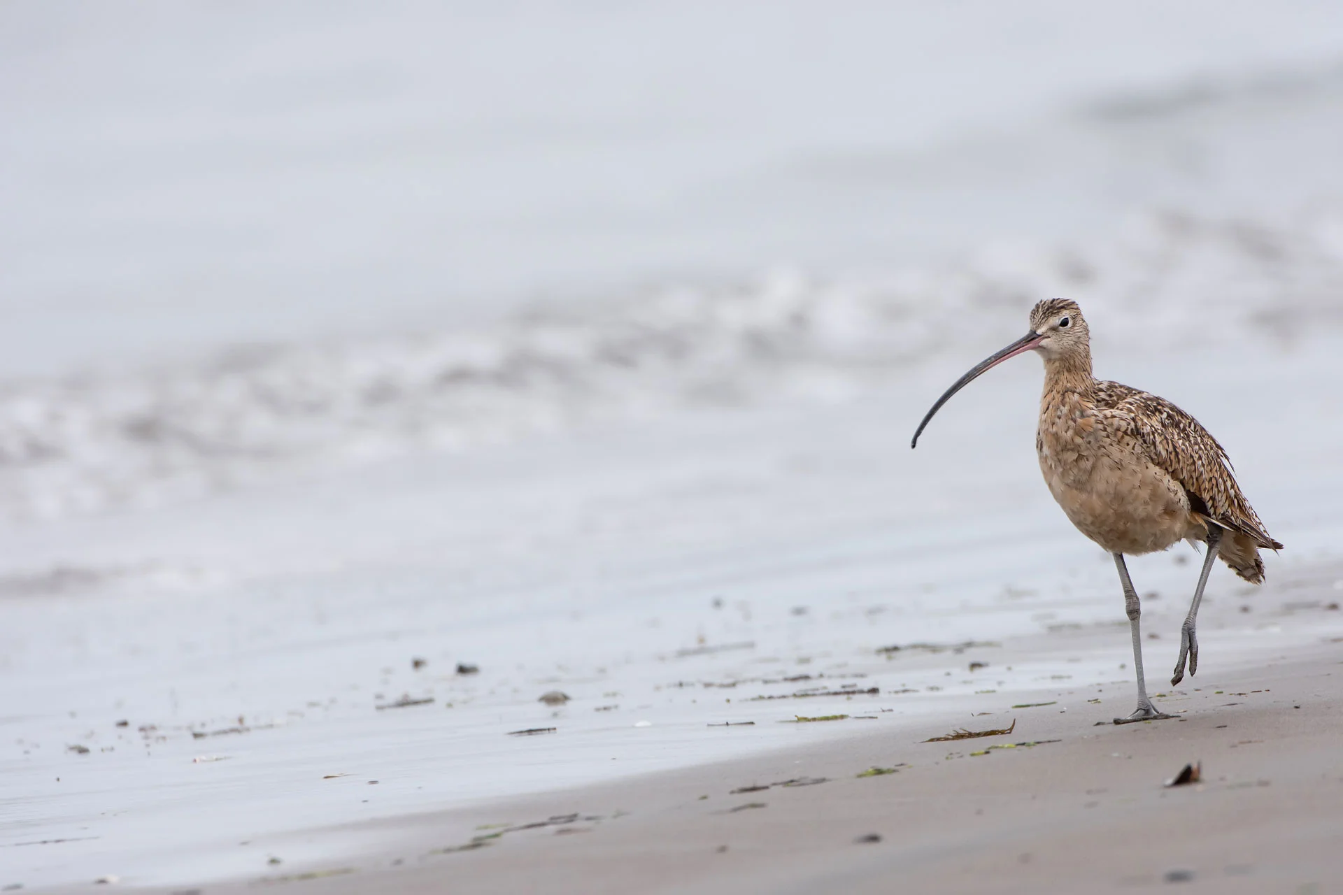 Long-billed Curlew (Numenius americanus) - Moss Landing, CA Nikon D7200 + Nikon 200-400mm f4 VR1 