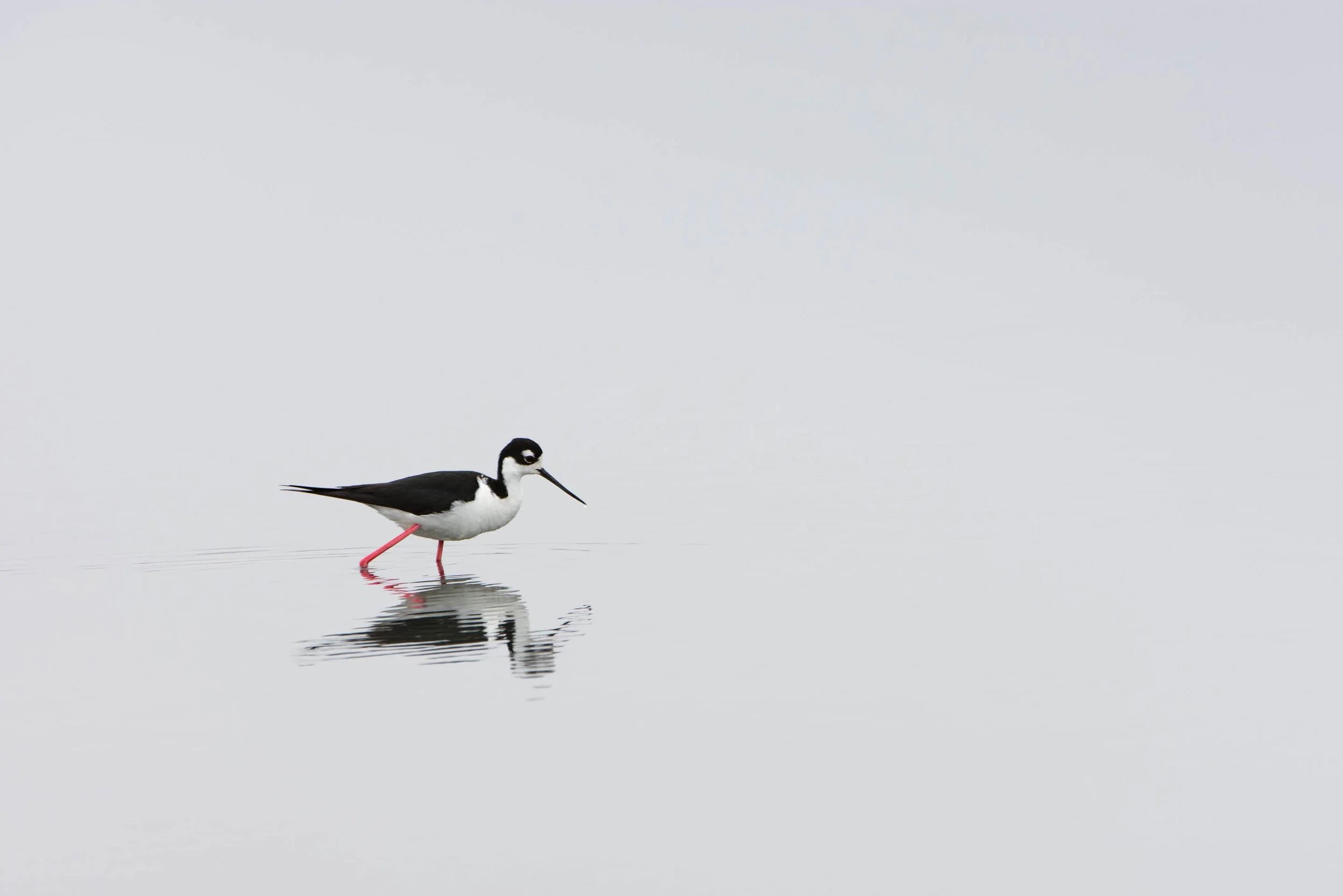 Black-necked Stilt (Himantopus mexicanus) - Moss Landing, CA Nikon D7200 + Nikon 200-400mm f4 VR1 