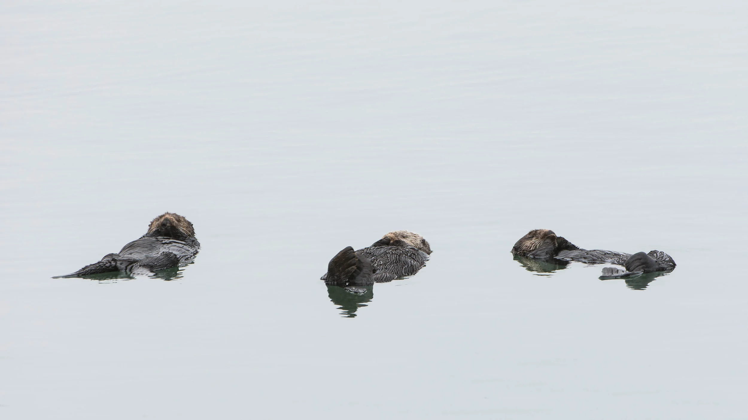 Three Otters (Enhydra lutris) - Moss Landing Nikon D7200 + Nikon 200-400mm f4 VR1 @ ISO 400