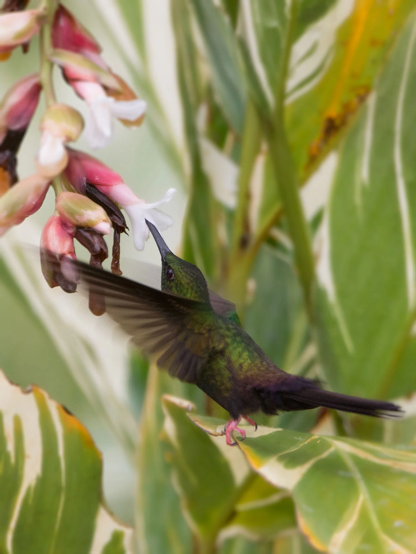 Hummingbird feeding - Rincon de La Vieja, Costa Rica Nikon D7200 + Nikon 200-400mm f4 VR1 @ ISO 400