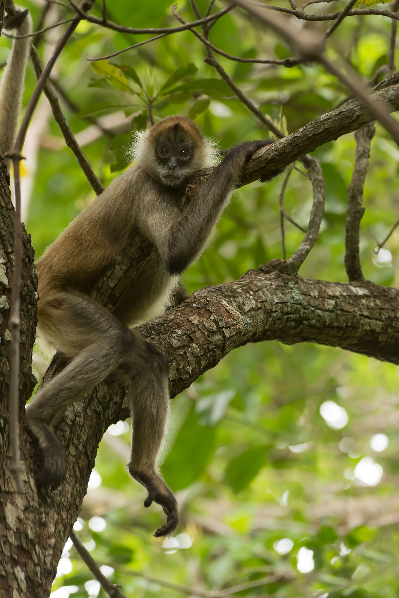 Geoffroy's Spider Monkey (Ateles geoffroyi) - Guanacaste Region, Costa Rica NIkon D7200 + Nikon 200-400mm f4.0 VR1