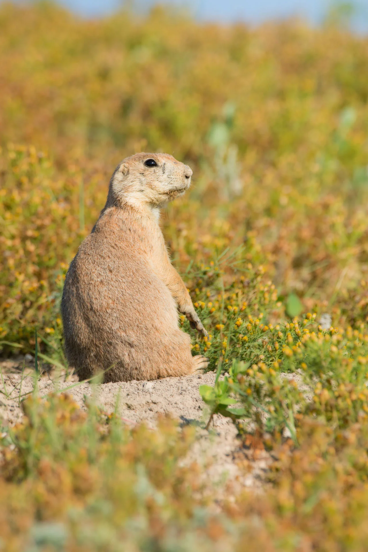 Prairie Dog ( Cynomys ludovicianus ) surveying the landscape - Wind Cave NP, SD Nikon D7200 + Nikon 200-400mm f4.0 VR