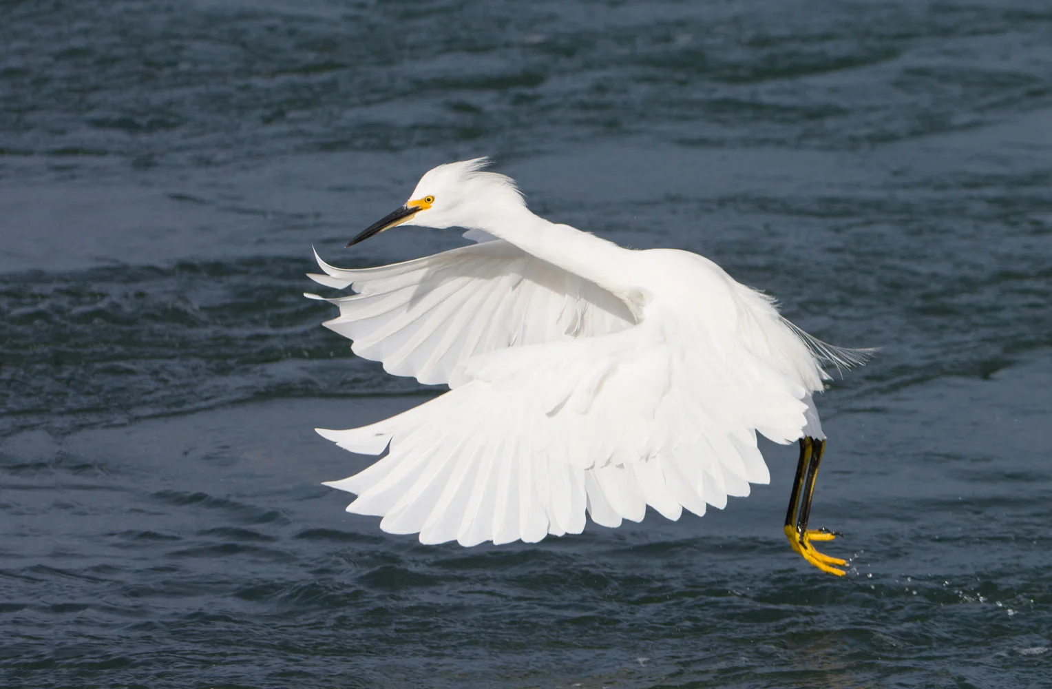 Snowy Egret ( Egretta thula ) - Moss Landing State Beach, CA