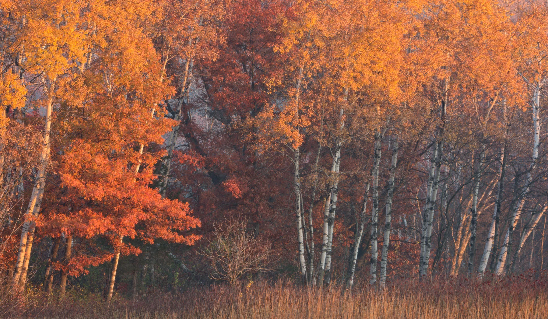 Yellow and Red in Morning Light - Minnesota Nikon D7200 + Nikon 200-400mm f4.0 VR