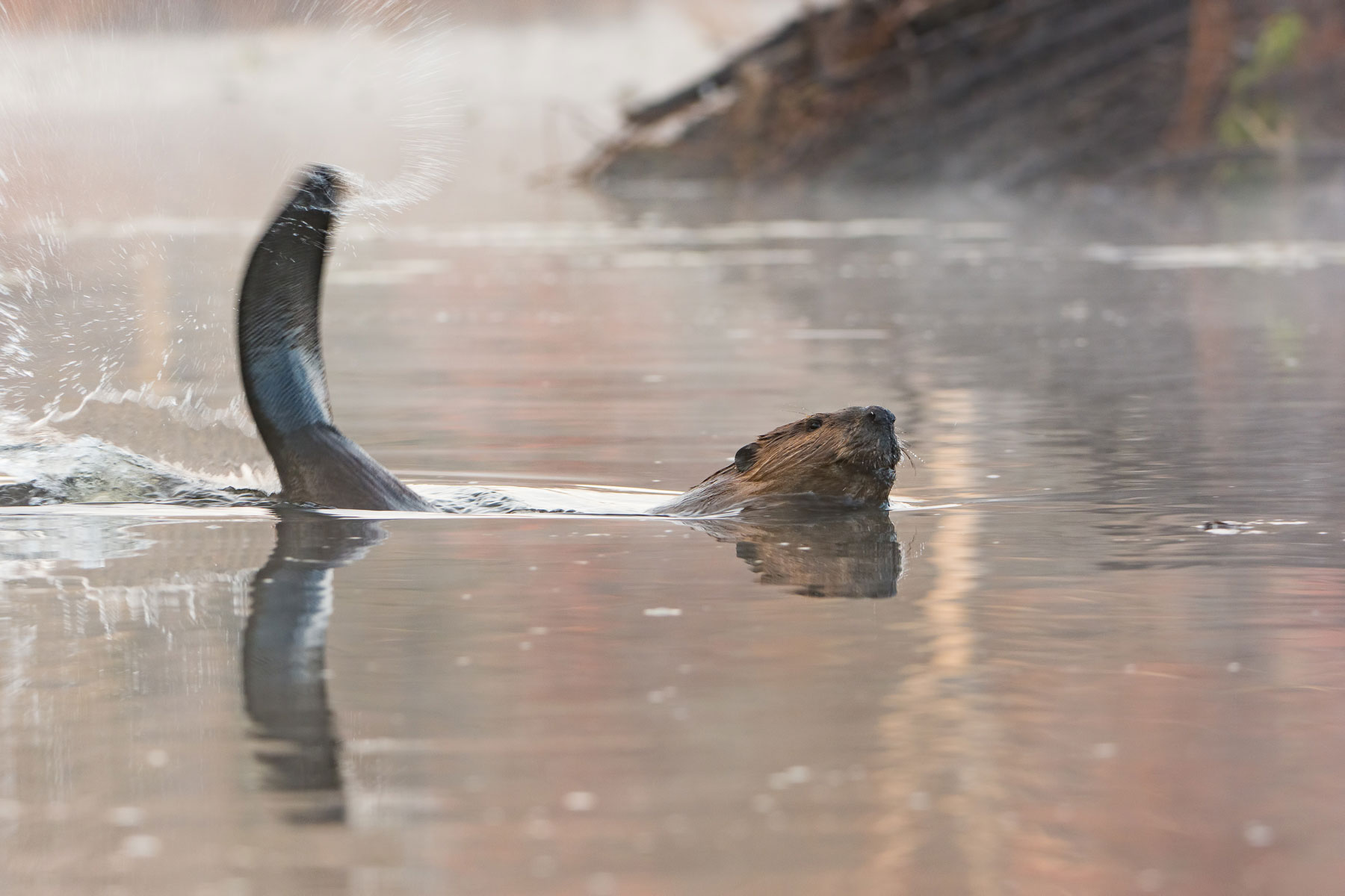 The Warning ( Castor canadensis ) - Minnesota St. Croix Valley Sunrise - Minnesota Nikon D7200 + Nikon 200-400mm f4.0 VR