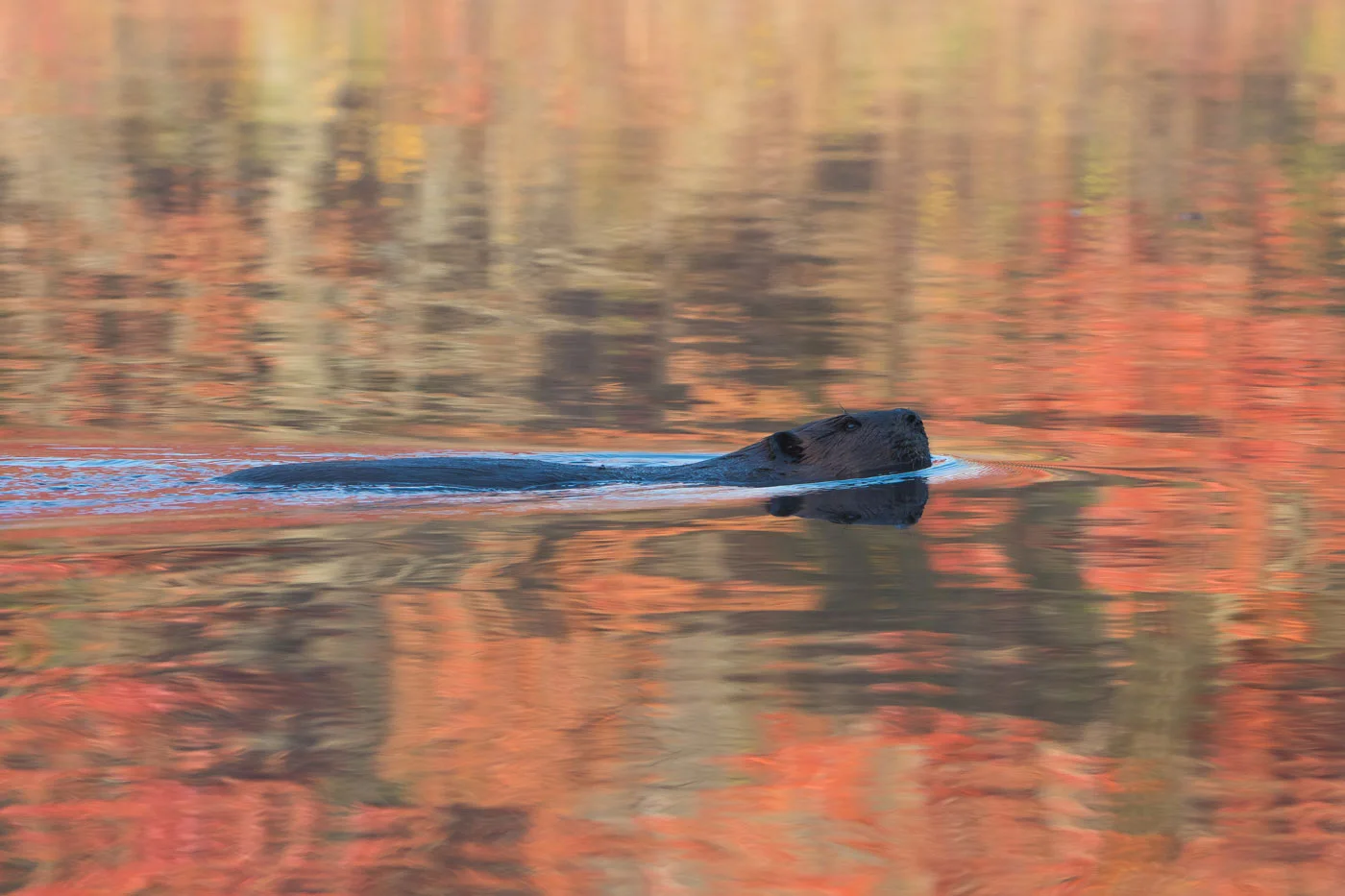 Bob's Cousin ( Castor canadensis ) Nikon D7200 + Nikon 200-400mm f4.0 VR