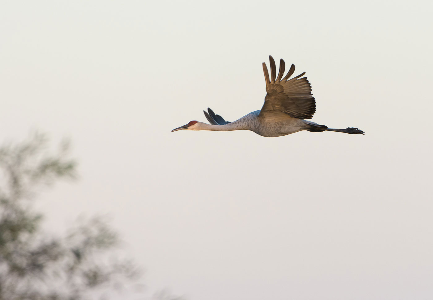 Cranes_BJL5922.jpg