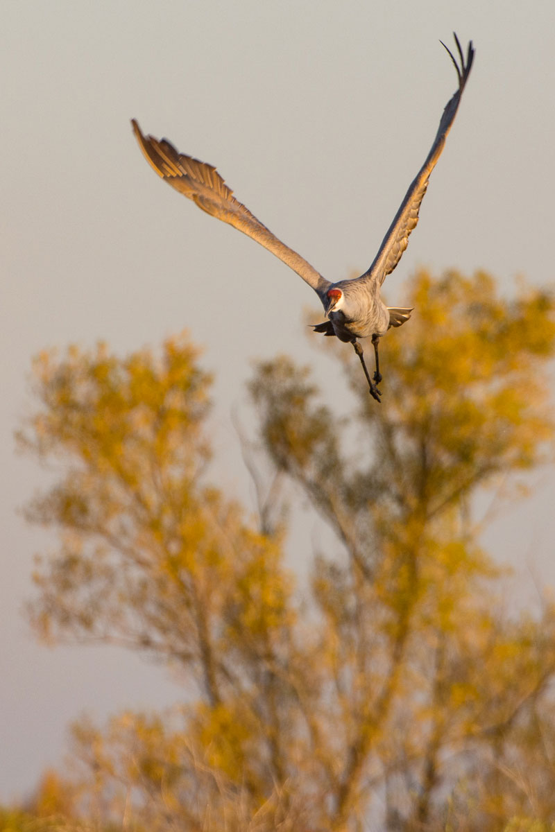 CrexMeadows_BJL6289-Edit.jpg