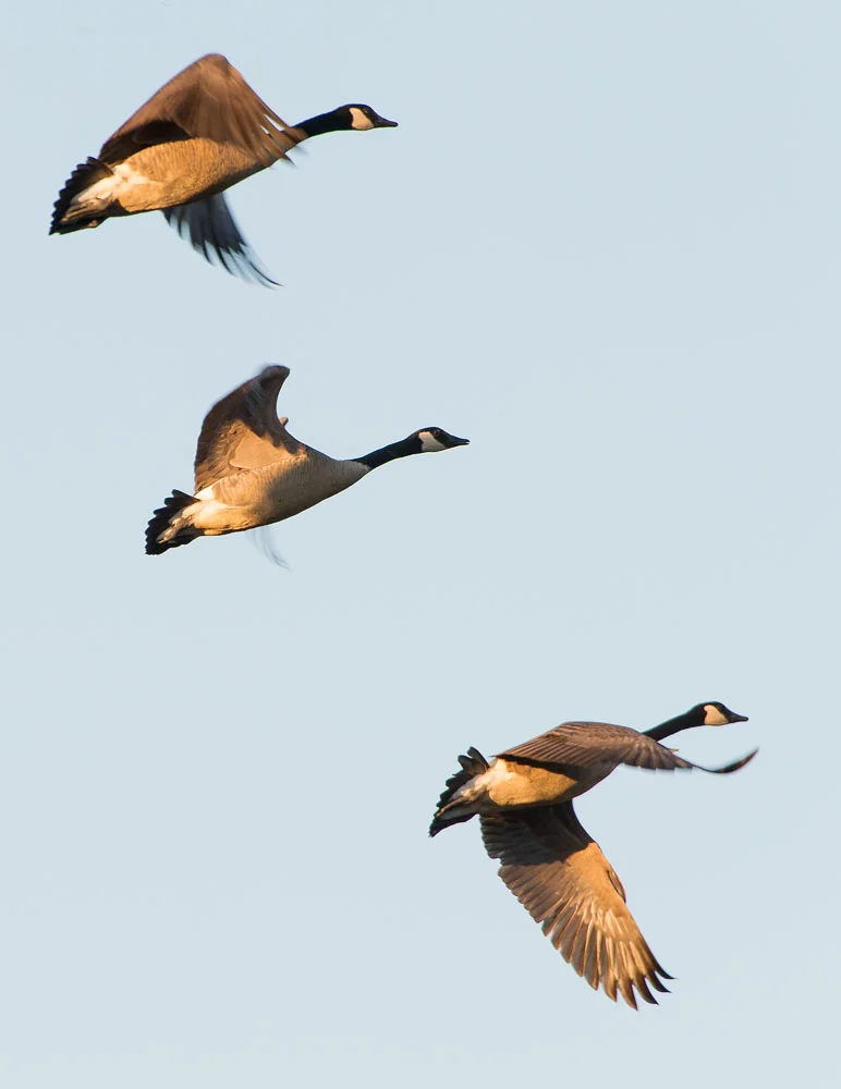 Geese_BJL8416Crop.jpg