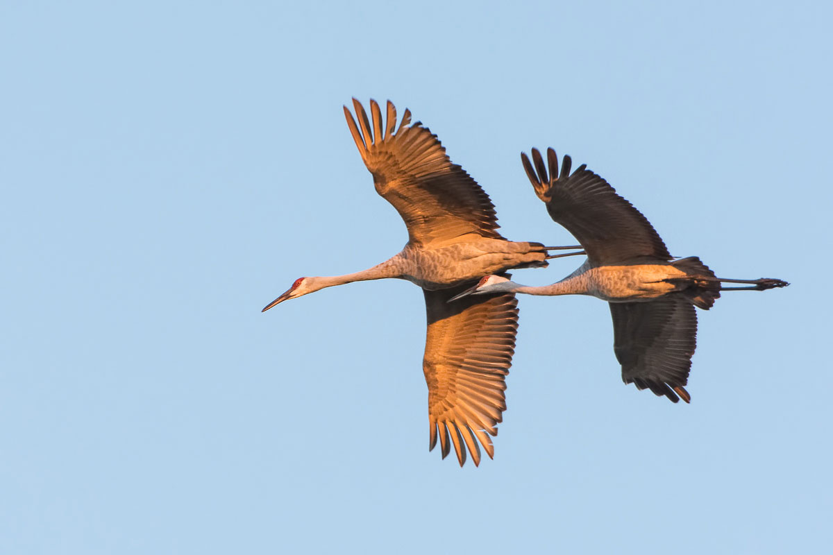 Cranes2_BJL5733-Edit.jpg