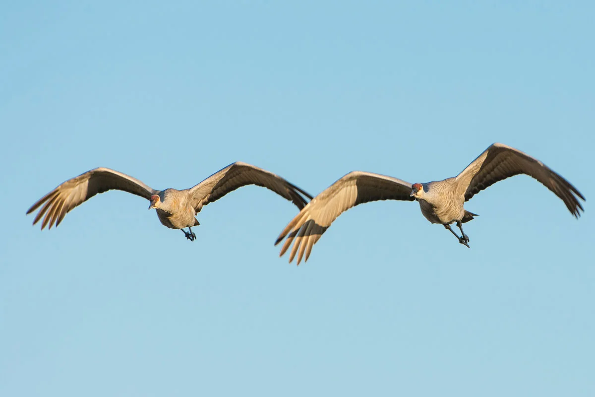 CranesB_BJL6285-Edit.jpg
