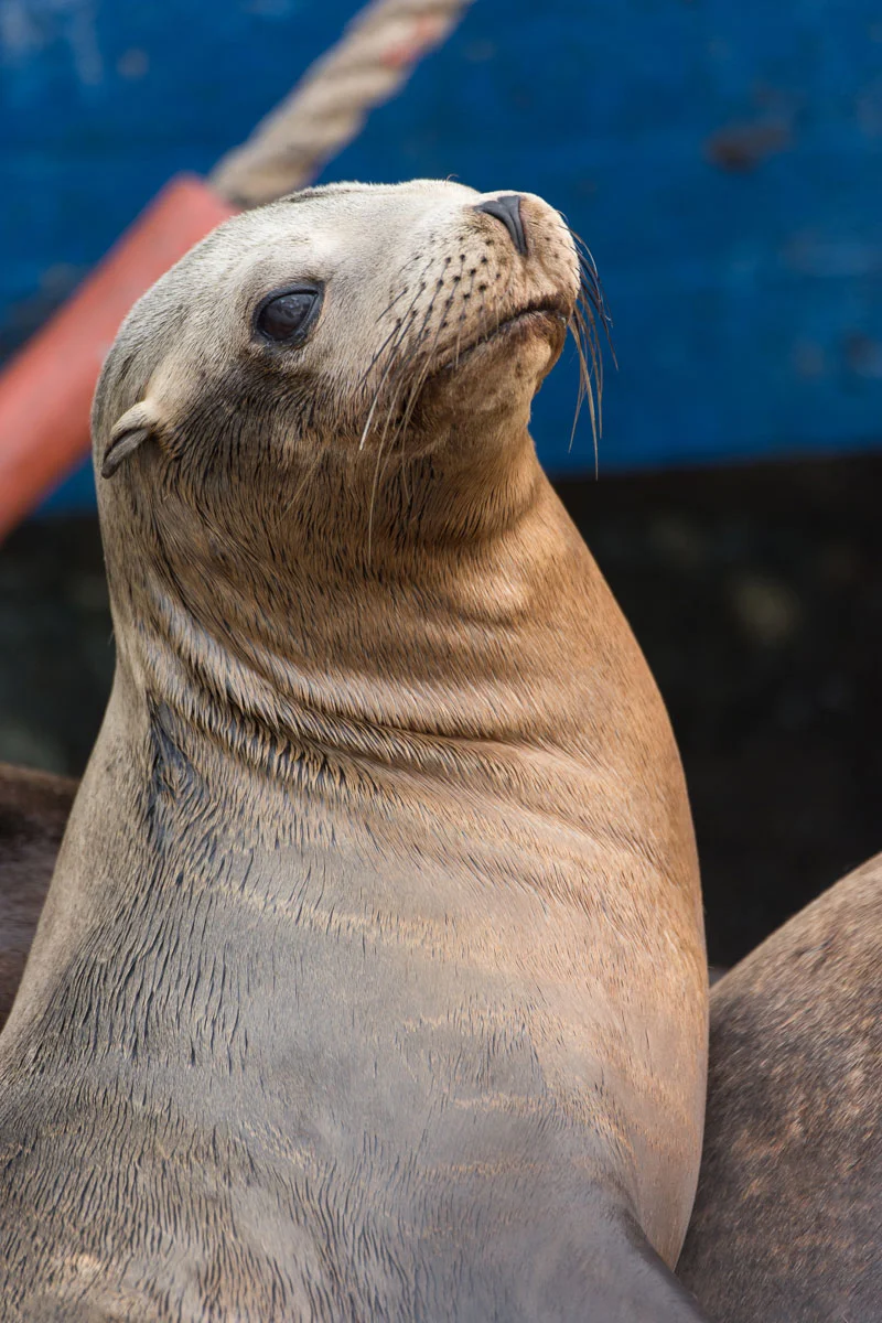 California Sea Lion (Zalophus californianus)