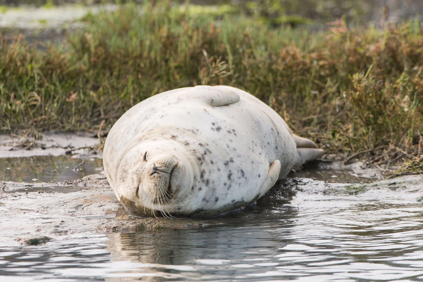 Harbor Seal (Phoca vitulina)