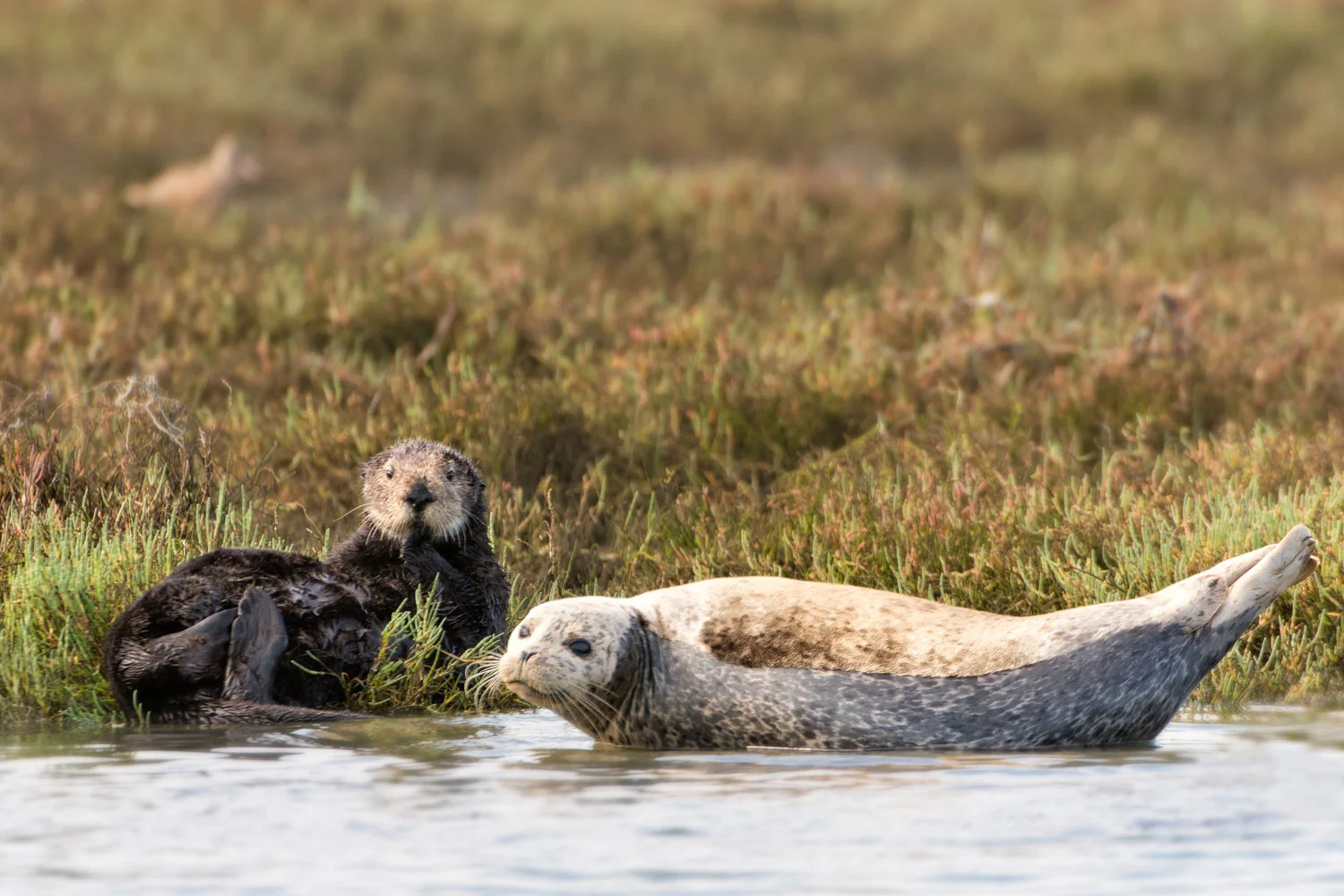 Otter and Seal... a study in comparative morphology