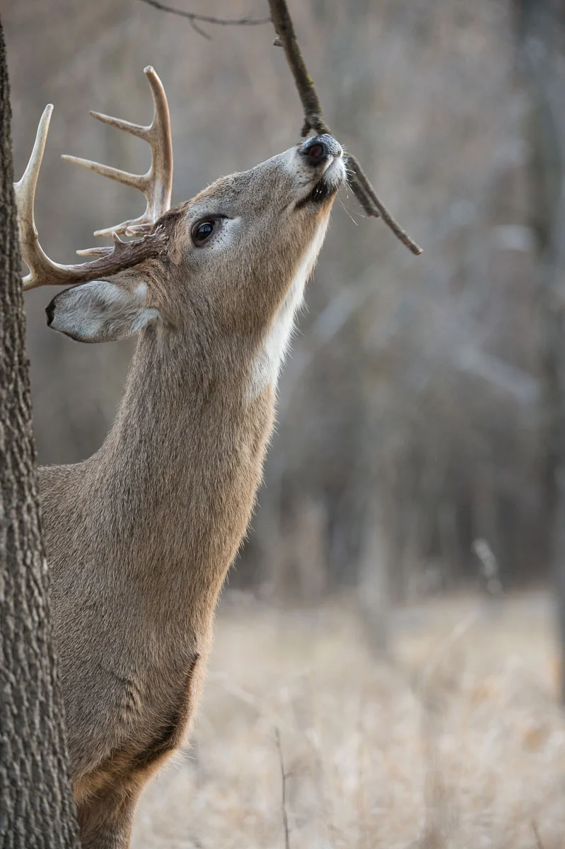 The Young Buck Nikon D4 + Nikon 200-400mm VRI