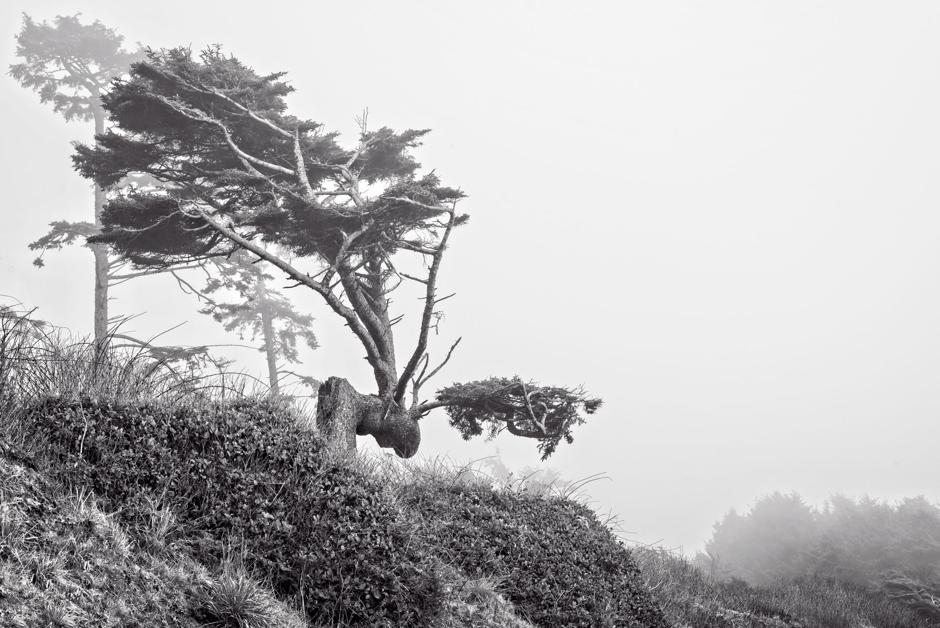 Image #4: Wind Sculpture, WA