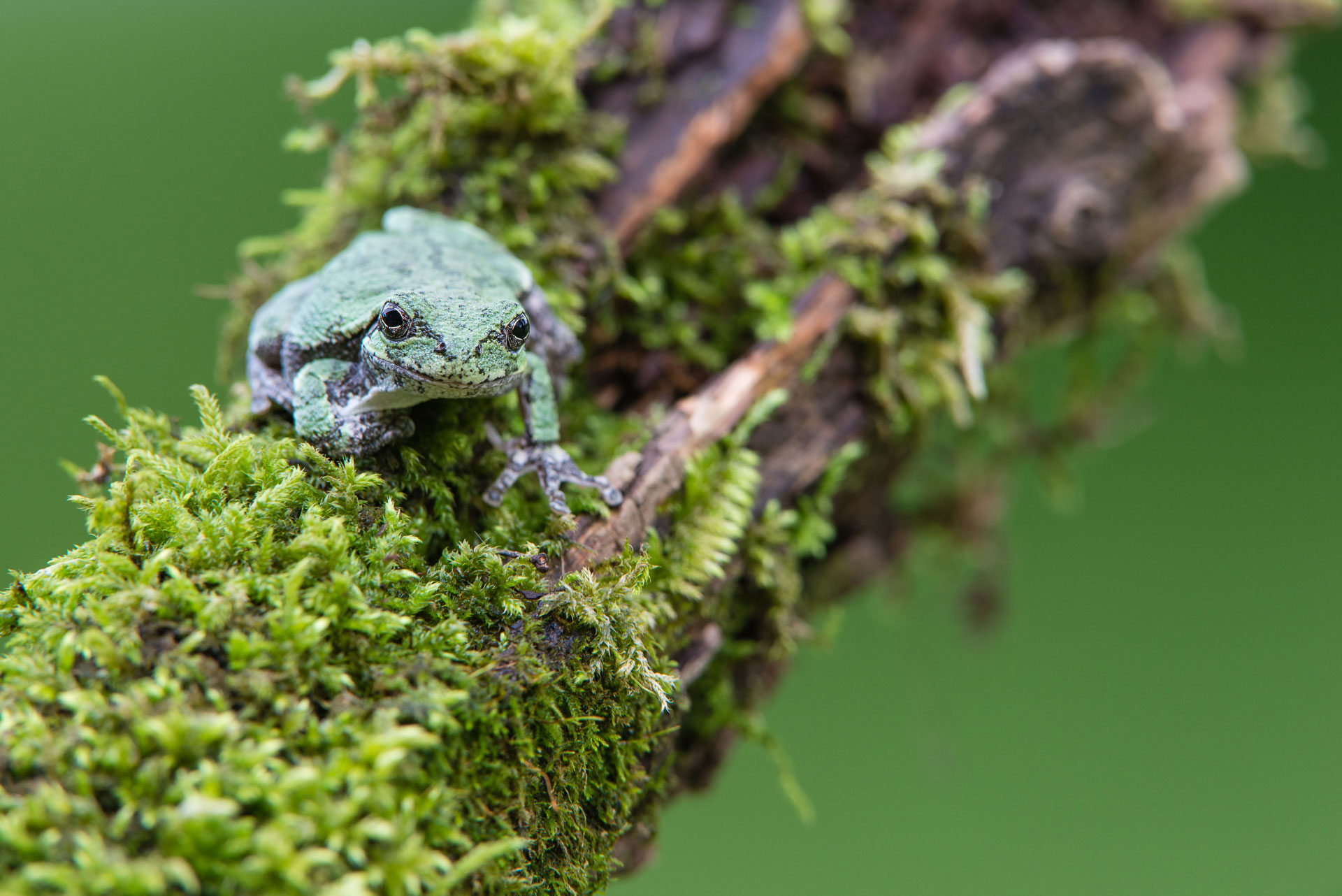 Image #6: Gray Tree Frog dressed in Green, WI