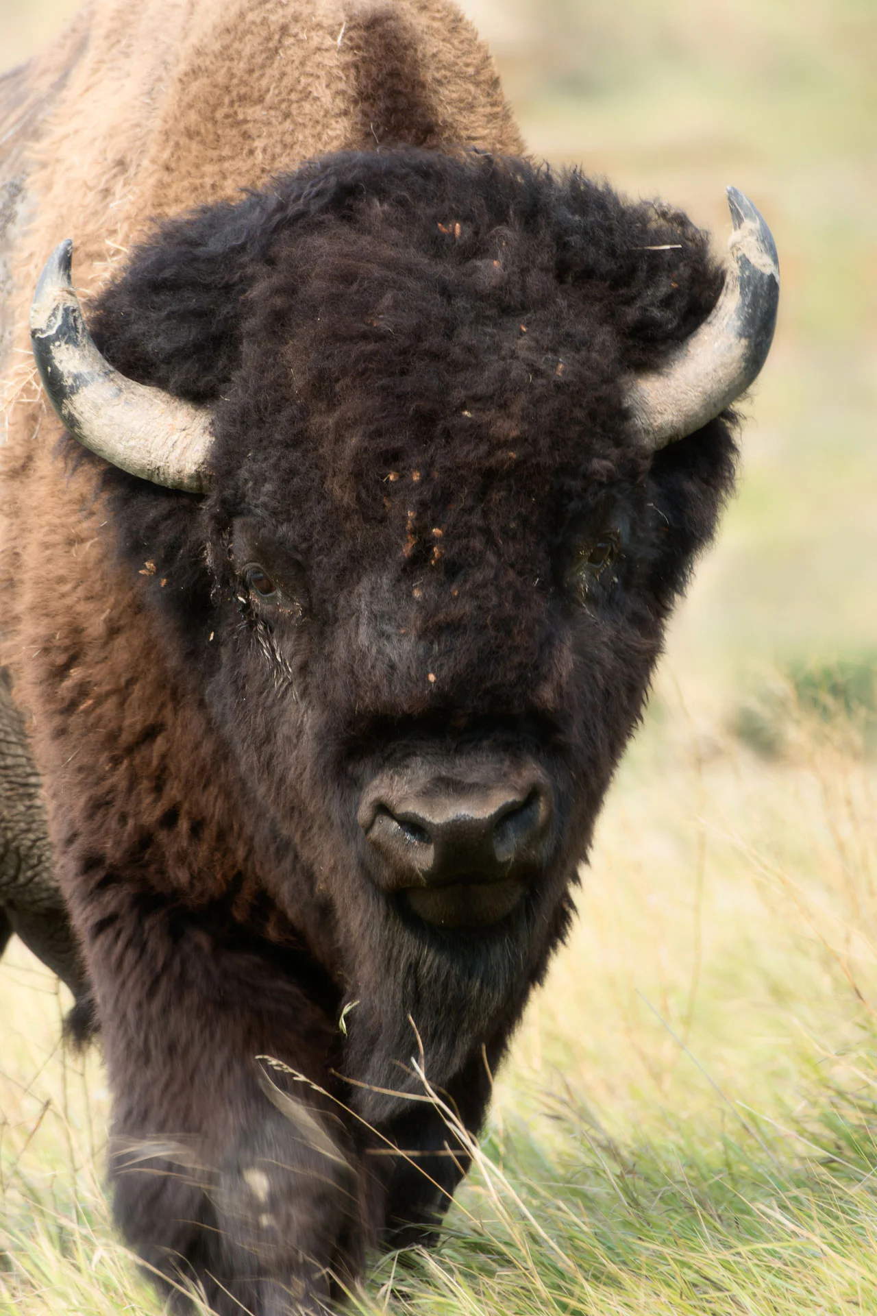 Image #9: Bison Dreams, SD